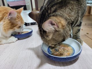 비타크래프트 고양이 수프 50g 3가지맛 x4팩씩 총 12팩 — 4.5점을 준 리뷰어가 2021년 8월 올린 사용 사진