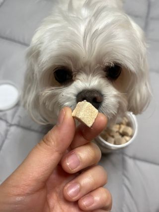 [펫시밀] 원물그대로 영양듬뿍 진공동결건조 북어트릿75g,치킨트릿100g,연어트릿75g 강아지 고양이 간식 — 5점을 준 리뷰어가 2023년 5월 올린 사용 사진