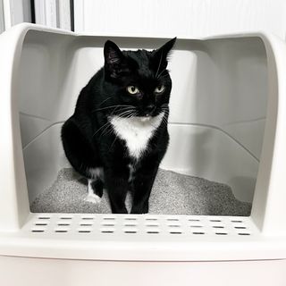[미유박스] 울티메이트 벤토나이트 오리지널 11.8kg — 5점을 준 리뷰어가 2024년 6월 올린 사용 사진
