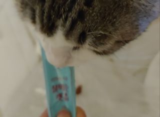 페페로니 잘 먹는 캣츄 - 무항생제 닭고기 12개 + 원양선 참치 12개 — 5점을 준 리뷰어가 2021년 8월 올린 사용 사진