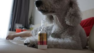 무지조타 반려동물용 꽃으로만든영양제 헬리코디펜스 15ml — 5점을 준 리뷰어가 2021년 8월 올린 사용 사진