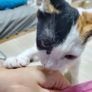 페페로니 잘 먹는 캣츄 - 알래스카 연어 24개입 — 4.5점을 준 리뷰어가 2021년 7월 올린 사용 사진