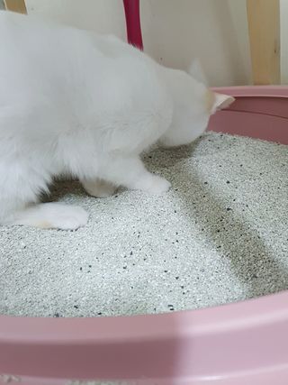 겟플렉스 켓플렉스 캣츠룸BS-1 고양이모래 4kg — 5점을 준 리뷰어가 2021년 1월 올린 사용 사진