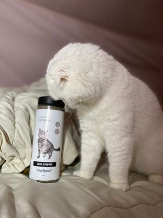 화이집사님이 올린 리뷰 사진 2