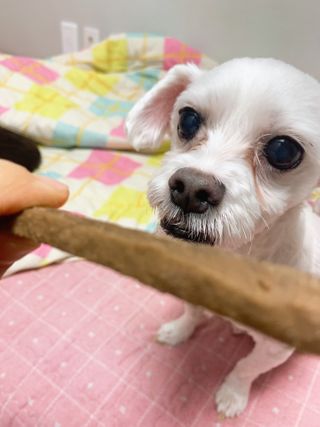 My Pet Care 천연단백질 치아건강에 개좋아 — 5점을 준 리뷰어가 2020년 12월 올린 사용 사진