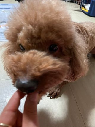 My Pet Care 천연단백질 관절건강에 개좋아 — 5점을 준 리뷰어가 2021년 2월 올린 사용 사진