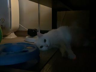 요즘 콩포트 그릭요거트 3종 세트 — 5점을 준 리뷰어가 2021년 1월 올린 사용 사진