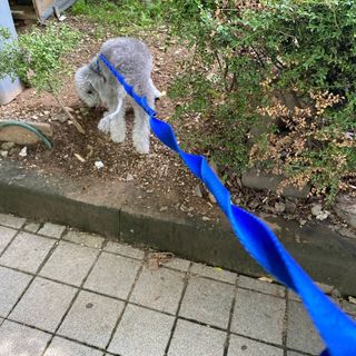 베이컨박스 [BACON] 고아웃클럽 이지그립 리드줄, 목줄 세트-BLUE — 3점을 준 리뷰어가 2021년 6월 올린 사용 사진