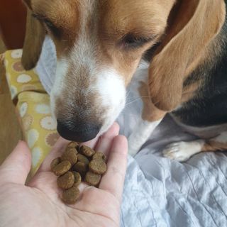 beaglelove님이 올린 리뷰 사진 3