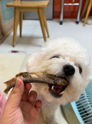 [펫시밀] 원물그대로 영양듬뿍 진공동결건조 치킨텐더100g, 열빙어트릿100g 강아지 고양이 간식 — 5점을 준 리뷰어가 2023년 5월 올린 사용 사진