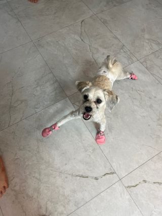 짱채맘님이 올린 리뷰 사진 2