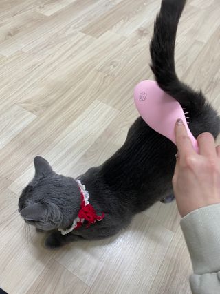아이캔디 레인보우 볼륨S  브러쉬 for PET 미디엄 — 5점을 준 리뷰어가 2020년 12월 올린 사용 사진