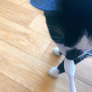 [자유펫] 고양이 턱드름 여드름 예방 및 제거 세트, 블랙씨드케어박스 — 3점을 준 리뷰어가 2021년 10월 올린 사용 사진