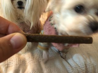 My Pet Care 천연단백질 치아건강에 개좋아 — 5점을 준 리뷰어가 2021년 2월 올린 사용 사진