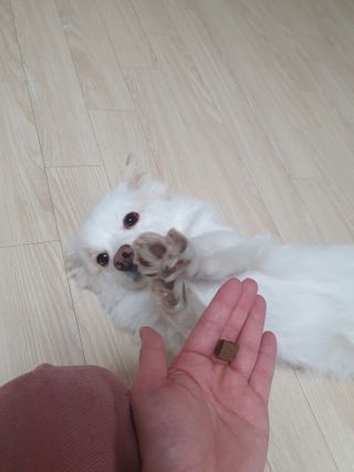 My Pet Care 천연단백질 관절건강에 개좋아 — 5점을 준 리뷰어가 2021년 1월 올린 사용 사진