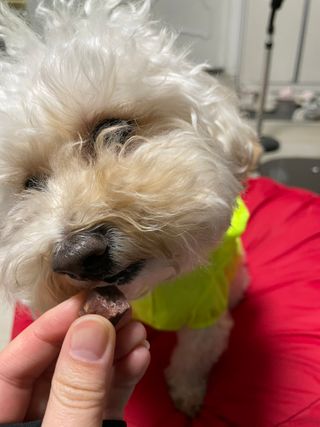 My Pet Care 천연단백질 눈건강에 개좋아 — 5점을 준 리뷰어가 2021년 3월 올린 사용 사진