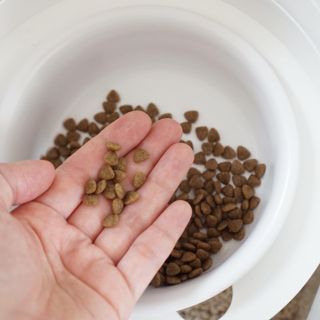 [푸디웜] 라포그 리얼인섹트 소프트키블 스킨 1KG — 4.5점을 준 리뷰어가 2022년 9월 올린 사용 사진
