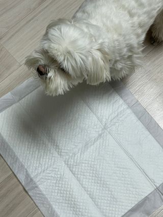 냠냠이님이 올린 리뷰 사진 2
