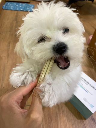 페페로니 클린플러스 덴탈치킨껌 10g x 14p — 4.5점을 준 리뷰어가 2021년 7월 올린 사용 사진
