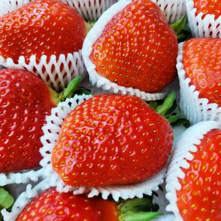 옳음 딸기 논산 설향 딸기 900g 산지직송 — 5점을 준 리뷰어가 2021년 2월 올린 사용 사진