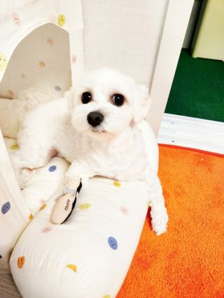 달요정19님이 올린 리뷰 사진 3