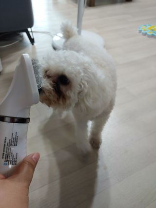아베크 펫 강아지 고양이 애견 에어 브러쉬 드라이기 올인원 — 5점을 준 리뷰어가 2021년 7월 올린 사용 사진