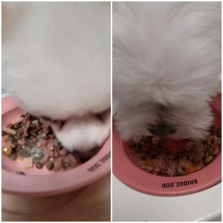 비타크래프트 조에시 하트캔 85g 강아지 습식캔 10캔 — 5점을 준 리뷰어가 2021년 7월 올린 사용 사진