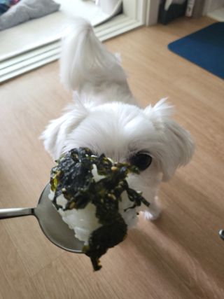 광천우리맛김 우리집밥도둑 맛있는광천김 우리김자반 50g 5봉 — 5점을 준 리뷰어가 2021년 10월 올린 사용 사진