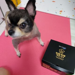 [세싹보울] 세균 싹~ 사라지는 셀앤핏 펫 항균동 애견식기 — 3.5점을 준 리뷰어가 2021년 6월 올린 사용 사진