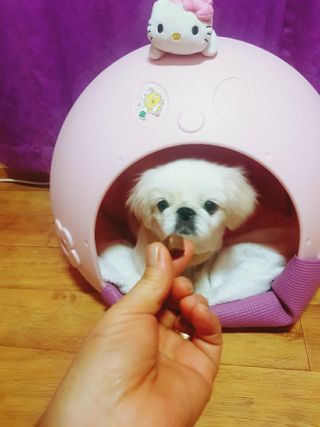 My Pet Care 천연단백질 관절건강에 개좋아 — 5점을 준 리뷰어가 2021년 1월 올린 사용 사진