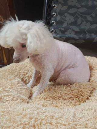 My Pet Care 천연단백질 눈건강에 개좋아 — 5점을 준 리뷰어가 2021년 1월 올린 사용 사진