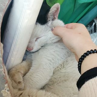 겟플렉스 켓플렉스 캣츠룸BS-1 고양이모래 4kg — 4점을 준 리뷰어가 2021년 2월 올린 사용 사진