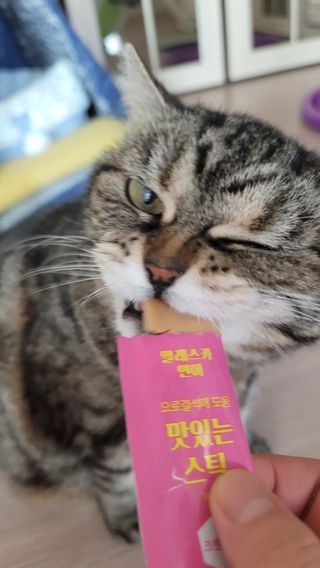 페페로니 맛있는 스틱 - 무항생제 닭고기 15개 + 알래스카 연어 15개 — 5점을 준 리뷰어가 2021년 8월 올린 사용 사진