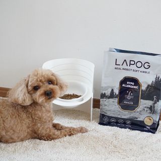 [푸디웜] 라포그 리얼인섹트 소프트키블 스킨 1KG — 4.5점을 준 리뷰어가 2022년 9월 올린 사용 사진