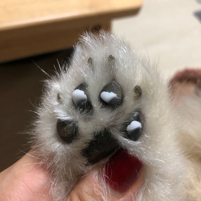 라포그 펫 보습제 리뷰 사진