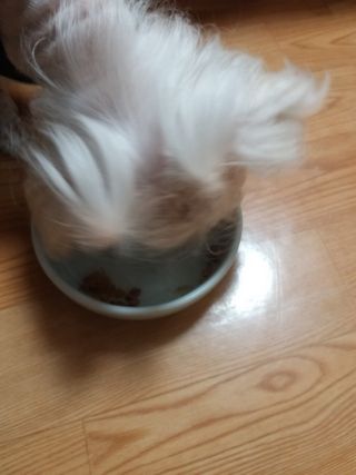 비타크래프트 조에시 하트캔 85g 강아지 습식캔 10캔 — 5점을 준 리뷰어가 2021년 7월 올린 사용 사진