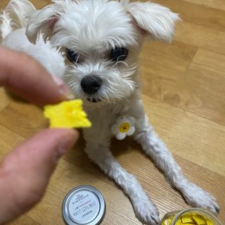 페페로니 진짜 프리바이오틱스 치즈+치즈고구마 180g+180g — 2.5점을 준 리뷰어가 2021년 7월 올린 사용 사진