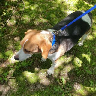 beaglelove님이 올린 리뷰 사진 3
