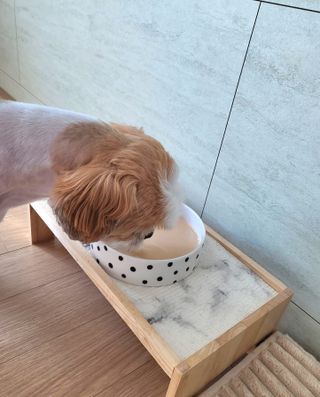 오둥이맘님이 올린 리뷰 사진 2