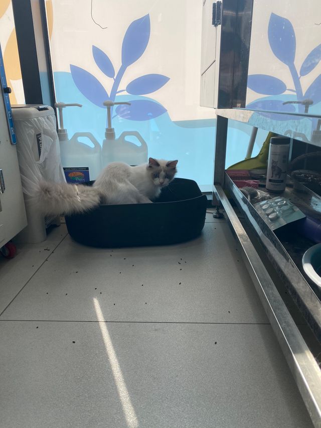 고양이 모래 탈취제 캐치멜 리뷰 사진