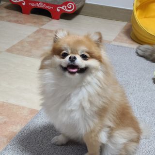 My Pet Care 천연단백질 관절건강에 개좋아 — 5점을 준 리뷰어가 2021년 2월 올린 사용 사진