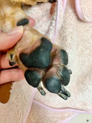 [자유펫] 시코니딘 고양이 강아지 피부 보습 연고 20g — 4점을 준 리뷰어가 2021년 11월 올린 사용 사진