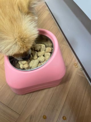 [보장균수500만] 건강한장 프로젝트 강아지사료 보스독 프로바이오틱스 340.19g 2종 — 5점을 준 리뷰어가 2021년 1월 올린 사용 사진