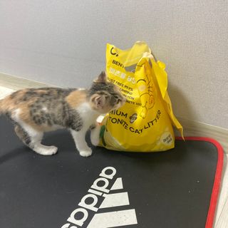 겟플렉스 켓플렉스 캣츠룸BS-1 고양이모래 4kg — 4점을 준 리뷰어가 2020년 12월 올린 사용 사진