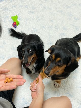 페페로니 진짜 오메가3 연어+소고기 180g+180g — 5점을 준 리뷰어가 2021년 7월 올린 사용 사진
