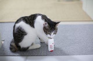 [레드허니밤]자유펫 고양이 강아지 발바닥 밤 14g — 5점을 준 리뷰어가 2021년 11월 올린 사용 사진