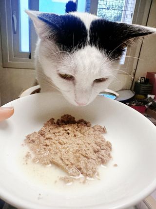유키코코샤넬님이 올린 리뷰 사진 3