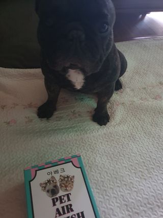 아베크 펫 강아지 고양이 애견 에어 브러쉬 드라이기 올인원 — 5점을 준 리뷰어가 2021년 7월 올린 사용 사진