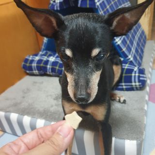 페페로니 자기전에 먹는 저알러지 껌 세트 치킨+오리 — 5점을 준 리뷰어가 2021년 8월 올린 사용 사진