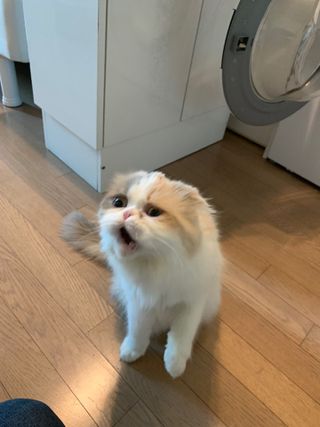 [자유펫] 고양이 턱드름 여드름 예방 및 제거 세트, 블랙씨드케어박스 — 5점을 준 리뷰어가 2021년 10월 올린 사용 사진
